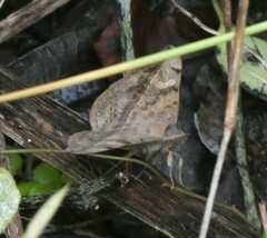 Anticarsia gemmatalis