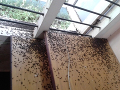 Coleoptera
