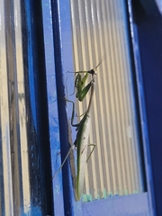 Stagmatoptera supplicaria