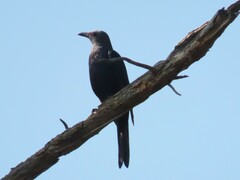 Onychognathus morio morio