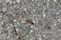 Formica fusca