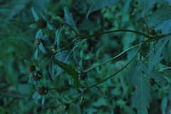 Bidens tripartita