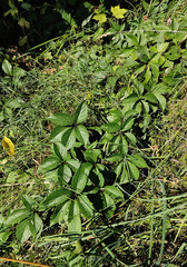 Parthenocissus quinquefolia