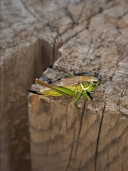 Roeseliana roeselii