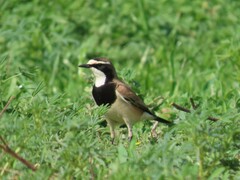 Oenanthe pileata pileata