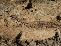 Aspidoscelis tigris
