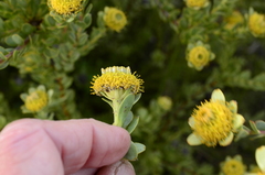 Leucadendron coriaceum