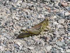 Melanoplus