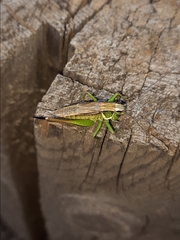 Roeseliana roeselii