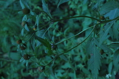 Bidens tripartita