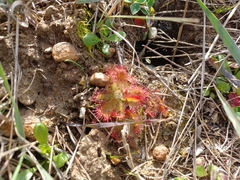 Drosera trinervia