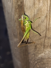 Roeseliana roeselii