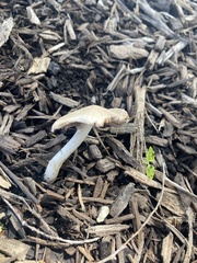 Hebeloma crustuliniforme