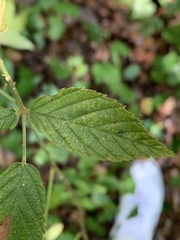 Rubus allegheniensis