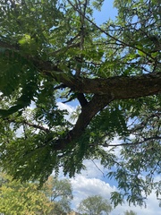 Gleditsia triacanthos