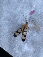 Panorpa speciosa