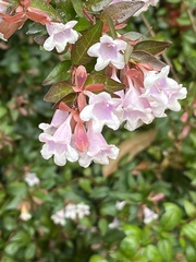 Abelia