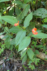 Palicourea tomentosa