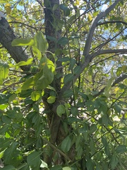 Euonymus