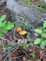 Gymnopilus penetrans