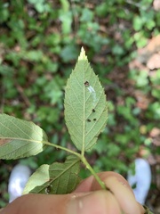 Rubus allegheniensis