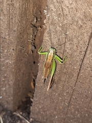 Roeseliana roeselii