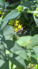 Trichodezia albovittata