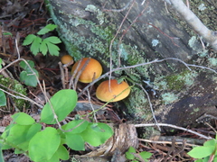 Gymnopilus penetrans
