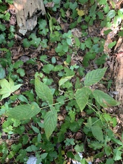 Rubus allegheniensis