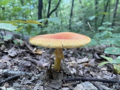 Amanita