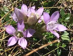 Gentianaceae