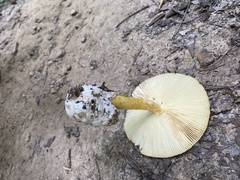 Amanita