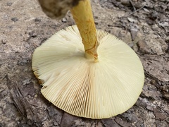 Amanita