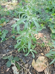 Gnaphalium uliginosum