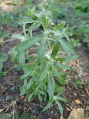 Gnaphalium uliginosum