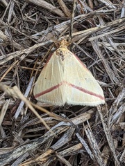 Rhodometra sacraria
