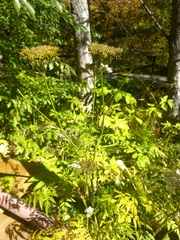 Conioselinum tataricum