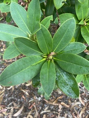 Rhododendron macrophyllum