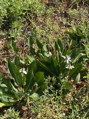 Anemopsis californica