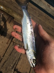Oncorhynchus tshawytscha