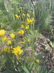 Coreopsis palmata