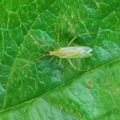 Blepharidopterus angulatus