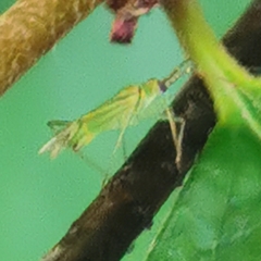 Blepharidopterus angulatus