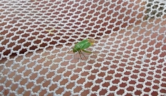 Orthotylus