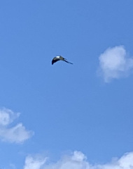 Elanoides forficatus