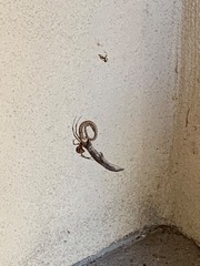 Elgaria multicarinata