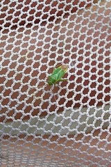 Orthotylus
