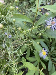 Symphyotrichum ascendens