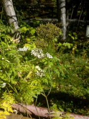 Conioselinum tataricum