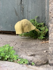 Leucocoprinus